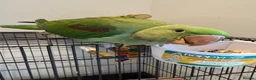 Parrots birds for sale: Alexandrine Parrot (Male) 9 weeks Old!  - Advert 1