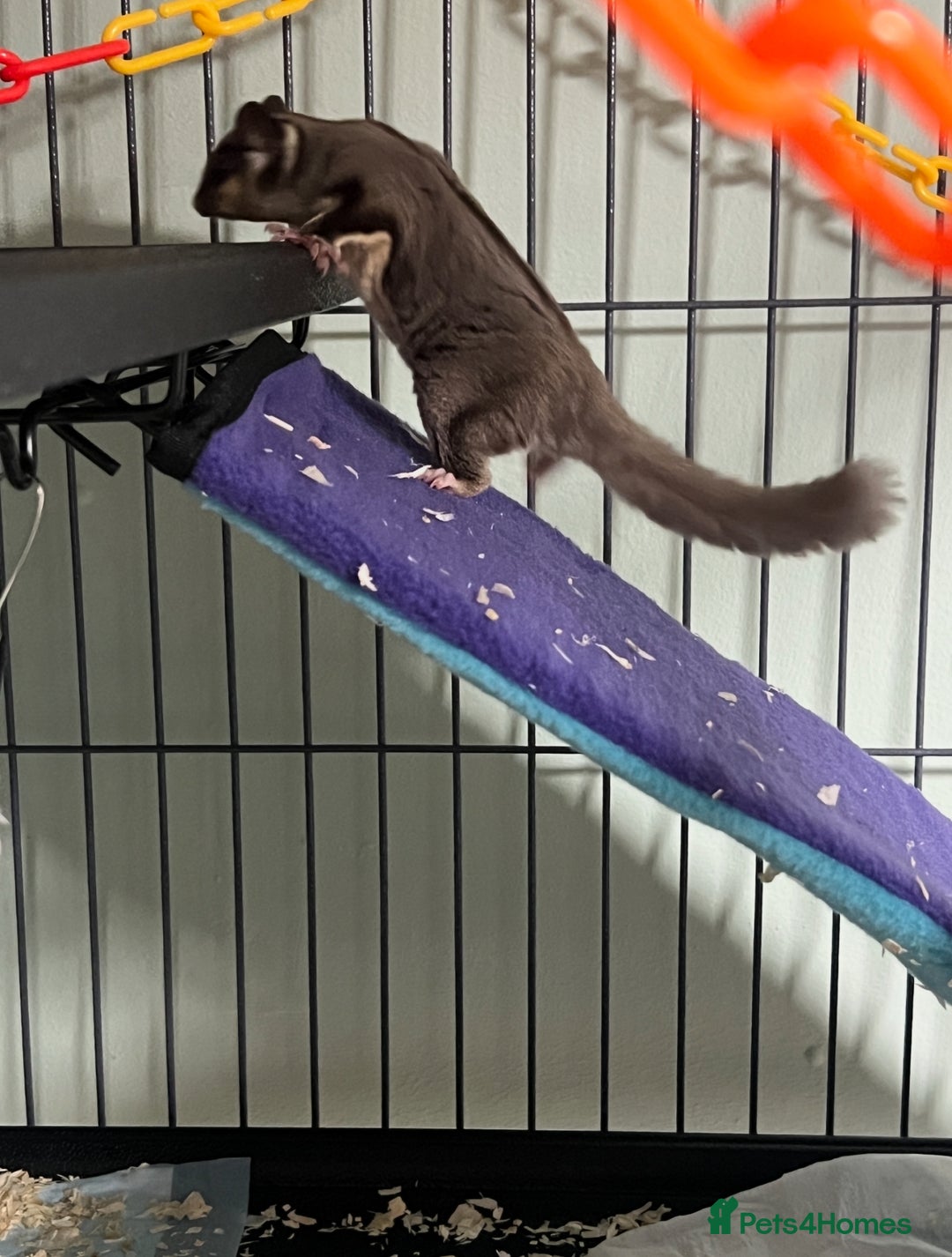 Sugar Glider rodents for sale: 2 happy sugar gliders, girl and boy 17 weeks old - Image 2