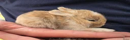 Mixed Breed rabbits for sale: Beautiful babies looking for forever families - Advert 7