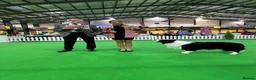 Border Collie dogs for sale: Stunning Champion line puppies  - Advert 21