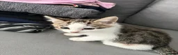 Mixed Breed cats for sale: Tabby kitten in Glasgow - Advert 2