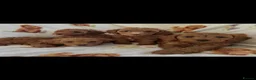 Cavapoo dogs for sale: Red toy cavapoo  - Advert 8