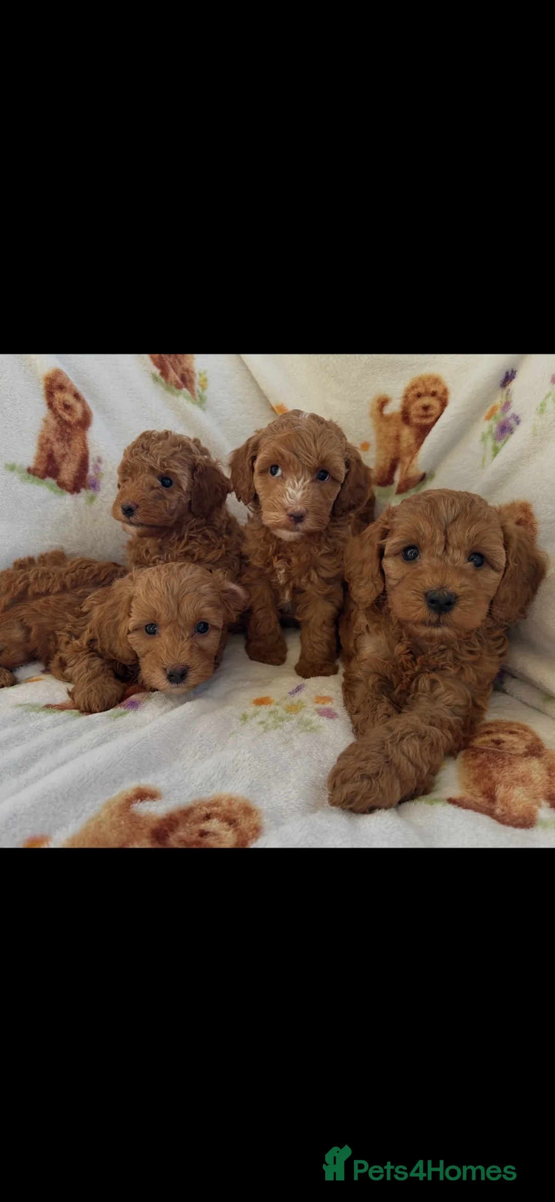 Cavapoo dogs for sale: Red toy cavapoo  - Advert 8