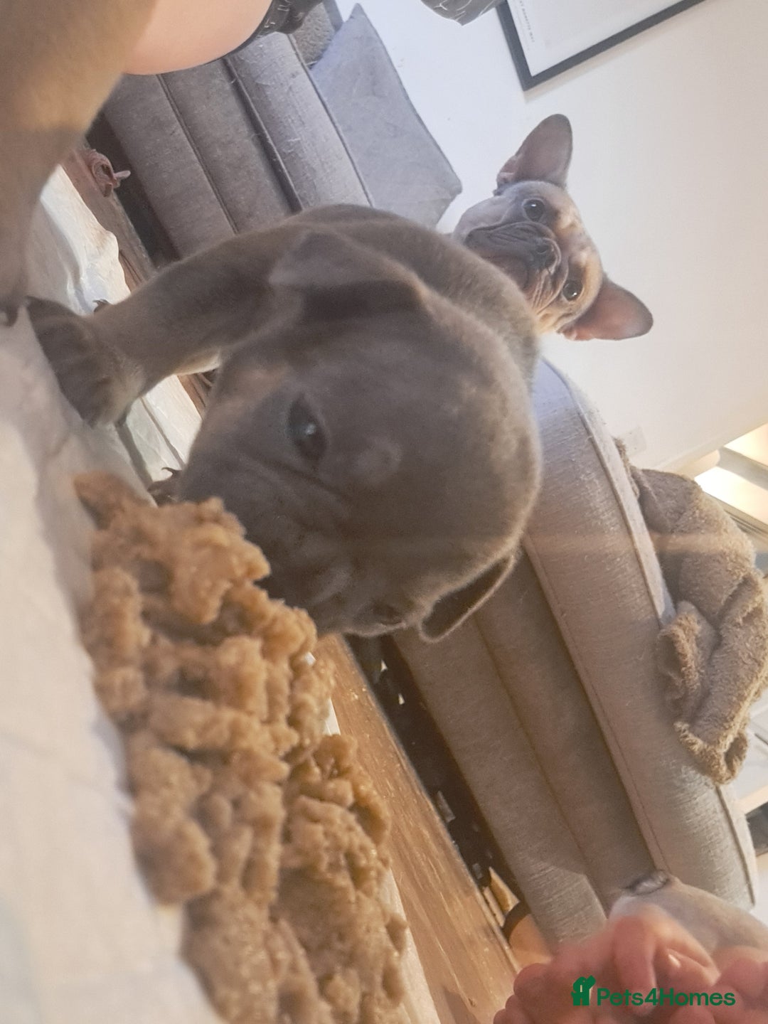 French Bulldog dogs for sale: French bulldog puppies  - Advert 20