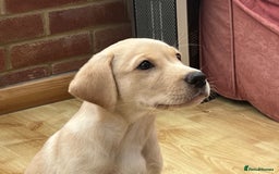 Labrador Retriever dogs for sale: Confident, Clever KC Labrador Puppy - Image 2