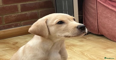 Labrador Retriever dogs - Advert 7