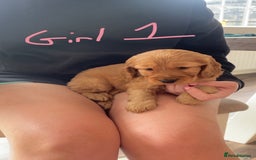 Cockapoo dogs for sale: F1 cockapoos (Northern Ireland) - Image 3