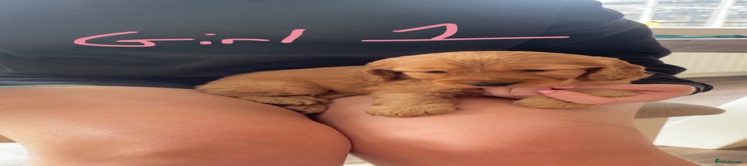 Cockapoo Puppy 1