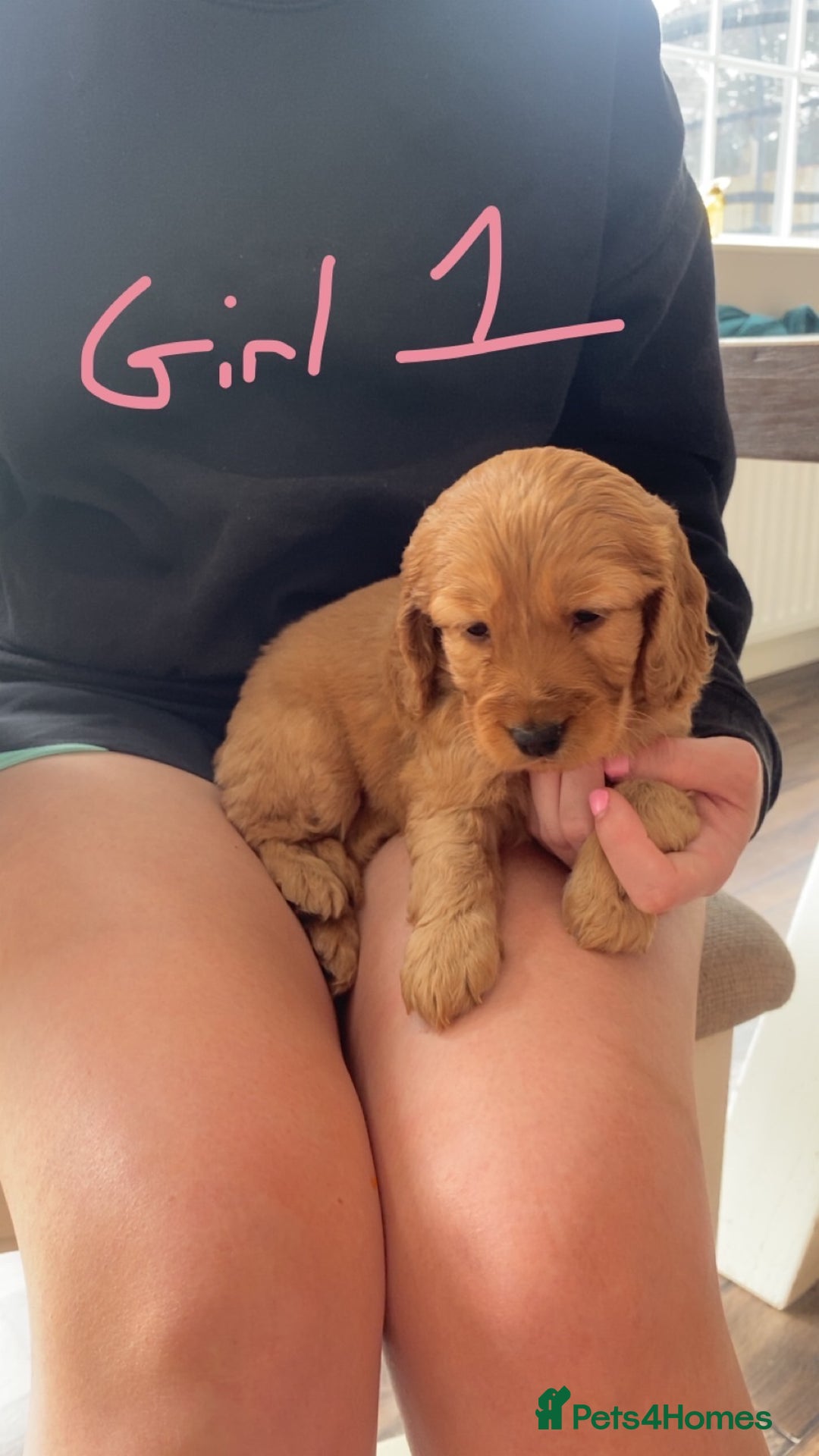 Cockapoo dogs for sale: F1 cockapoos (Northern Ireland) - Image 3