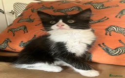 Domestic Shorthair cats for sale: Gorgeous fluffy tuxedo kittens - Image 4