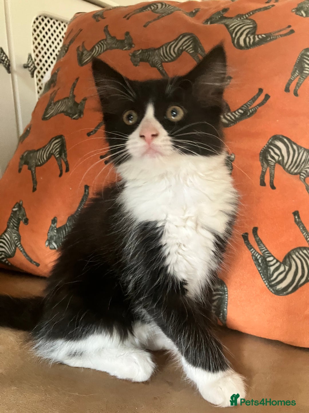 Domestic Shorthair cats for sale: Gorgeous fluffy tuxedo kittens - Image 4