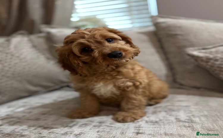 Cavapoo dogs - Advert 1