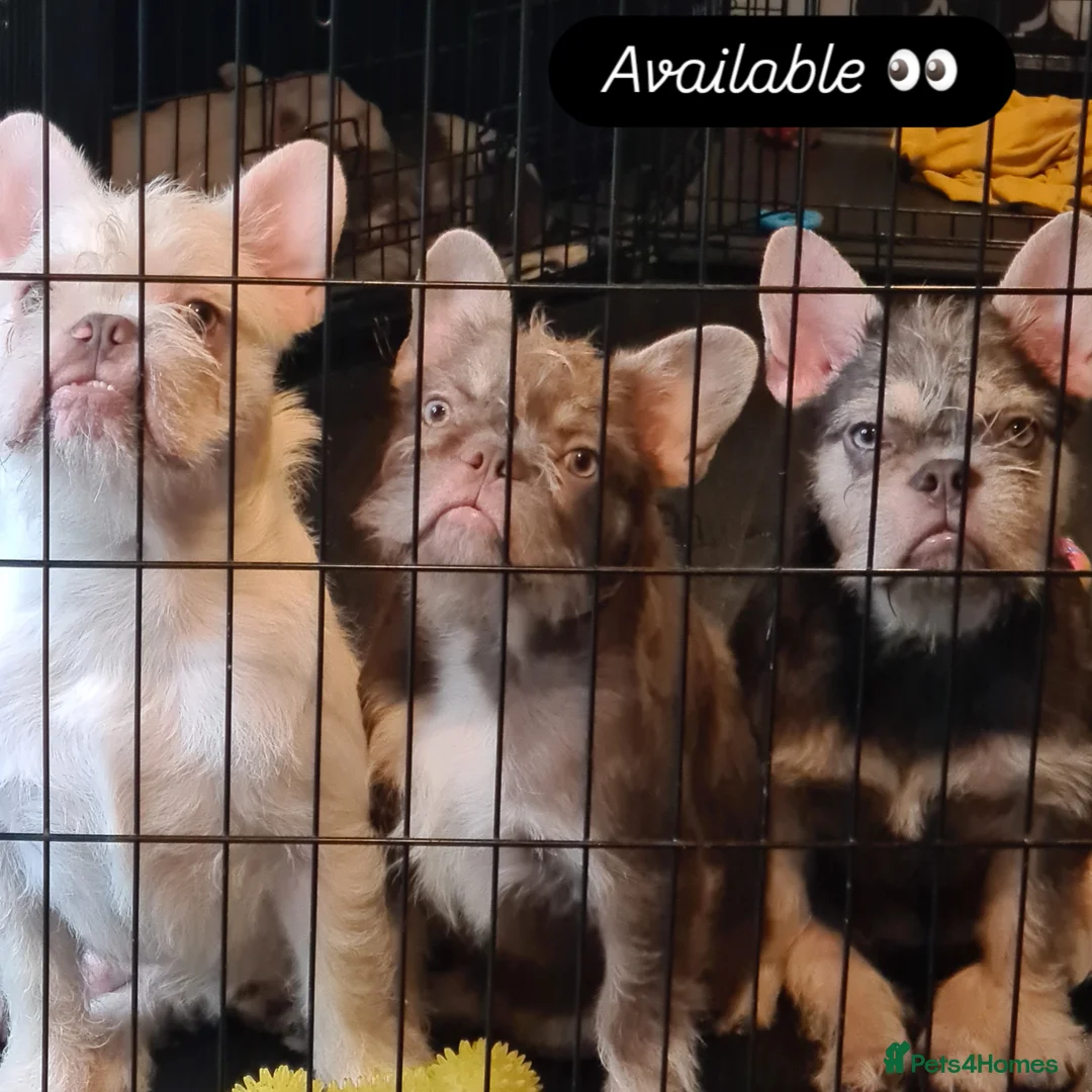 French Bulldog dogs for sale: Big Perm, fluffy and furnished frenchies  - Advert 1