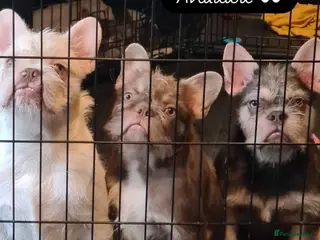 French Bulldog dogs Big Perm, fluffy and furnished frenchies - Advert 14