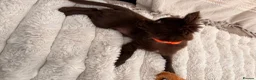 Chihuahua dogs for sale: Chocolate chihuahua  - Advert 3