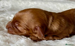 Miniature Poodle dogs for stud: Red, is a gentle, loving, confident lad. - Advert 6