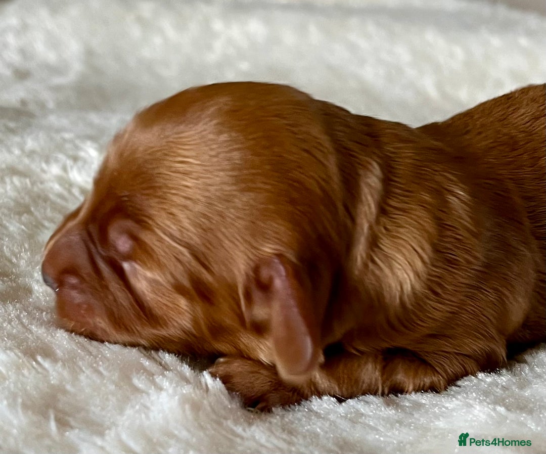 Miniature Poodle dogs for stud: Red, is a gentle, loving, confident lad. - Advert 6