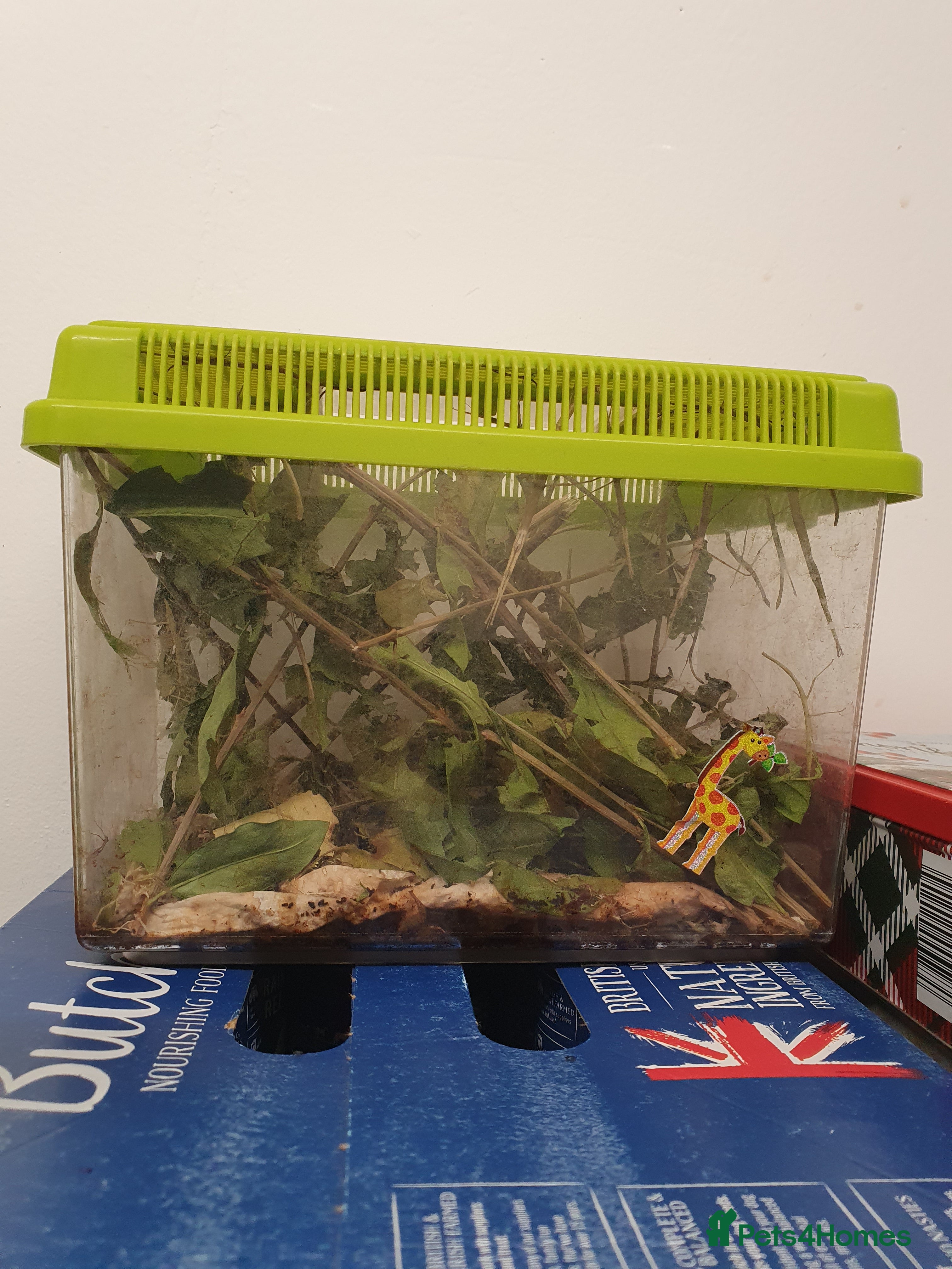 Stick Insects invertebrates Stick Insects Free - Advert 1