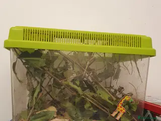 Stick Insects invertebrates Stick Insects Free - Advert 1