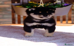 Japanese Shiba Inu dogs for sale: Japanese Shiba Inu Puppies-health tested ch blood - Image 4