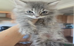 Persian cats for sale: Beautiful Persian kittens 7wks - Image 9