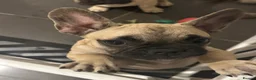 French Bulldog dogs for sale: Female fawn coat and a black mask. - Advert 37