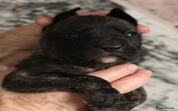 Presa Canario dogs for sale: Presa Canario pups  - Image 5