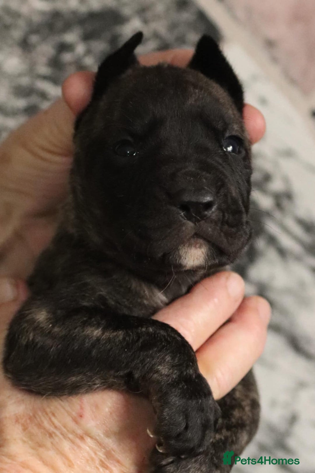 Presa Canario dogs for sale: Presa Canario pups  - Image 5