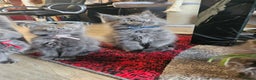 Maine Coon cats for sale: 🔥*STUNNING Litter of 6 Solid*💎*Blue Maine Coon💎 - Advert 10