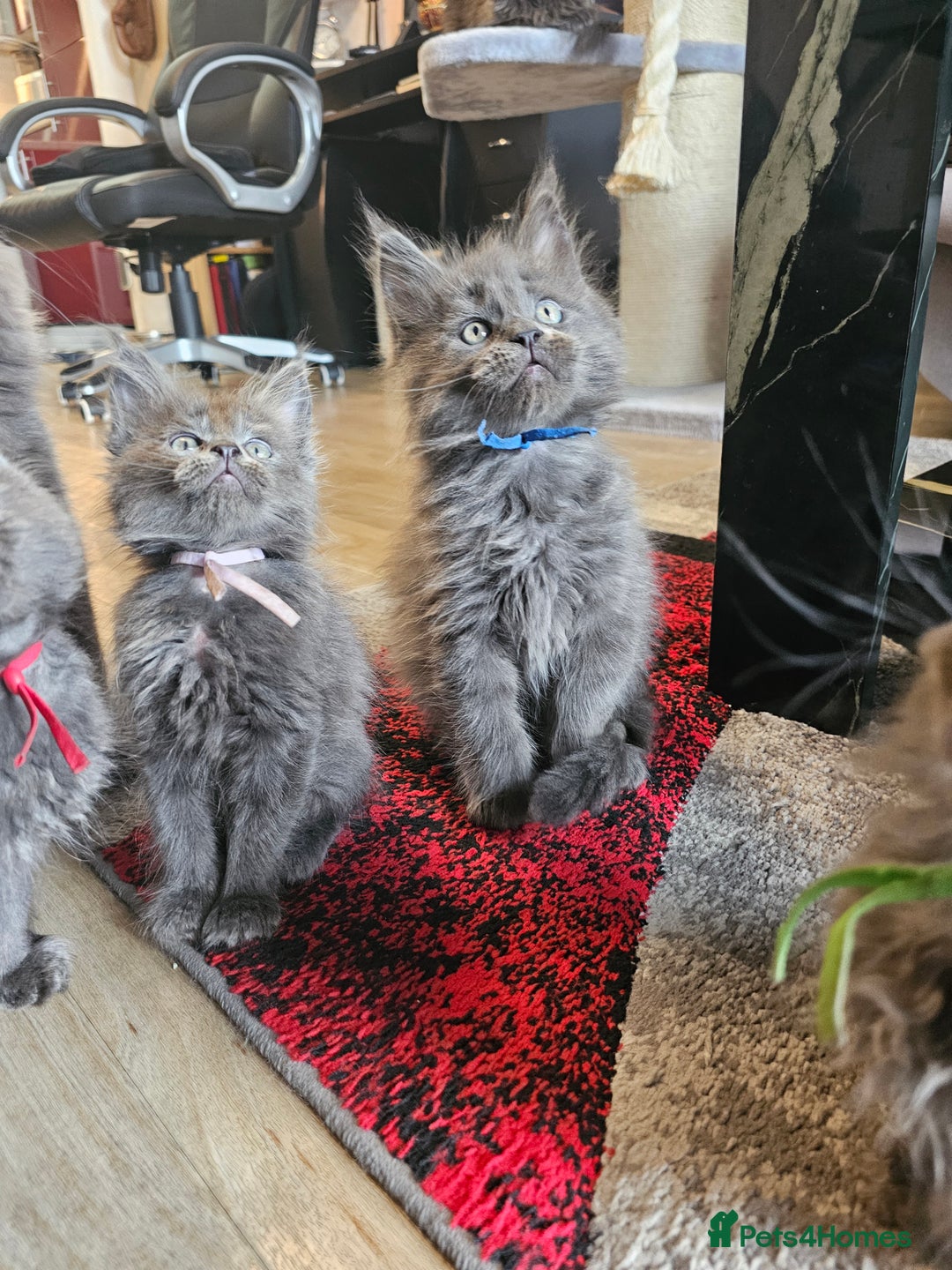 Maine Coon cats for sale: 🔥*STUNNING Litter of 6 Solid*💎*Blue Maine Coon💎 - Advert 10