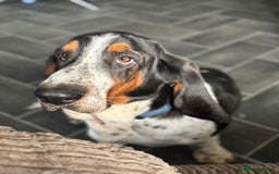 Basset Hound dogs for sale: 14 month old Male Basset - Image 1
