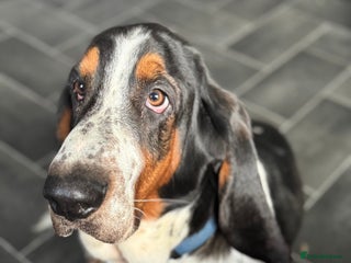 Basset Hound dogs for sale - Advert 1
