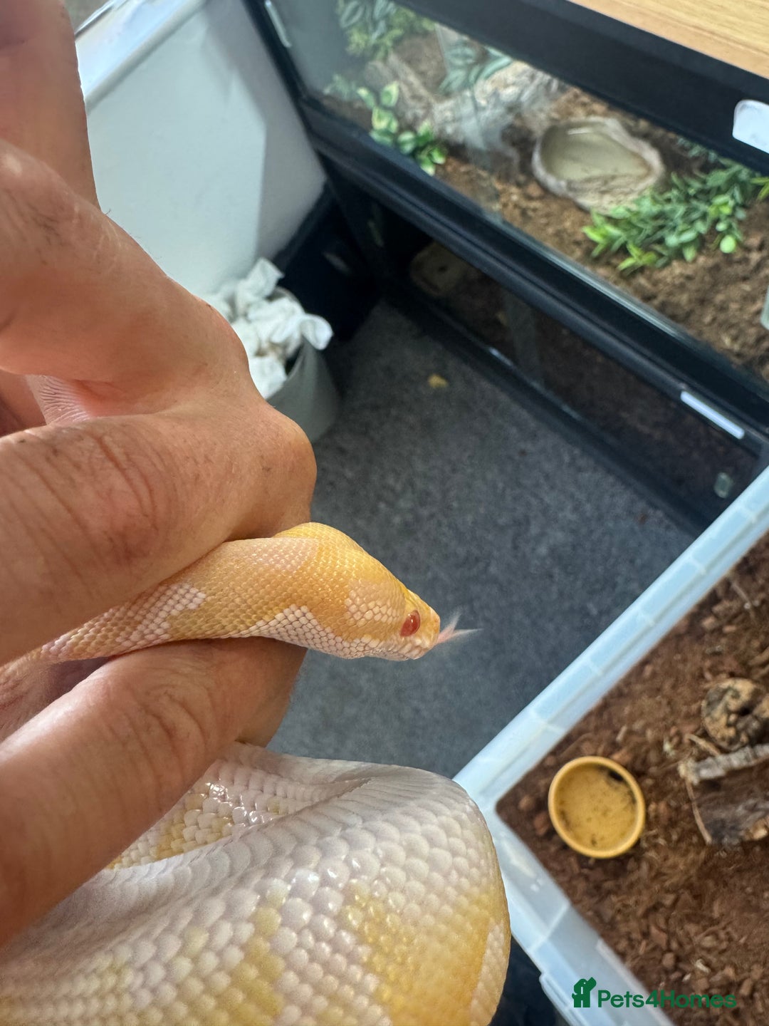 Python Snake reptiles for sale: Albino Lesser Male Ball Python  - Image 2