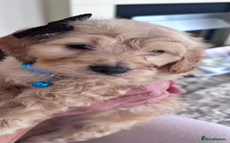 Mixed Breed dogs for sale: Beautiful Sproodle puppies stunning  - Image 11