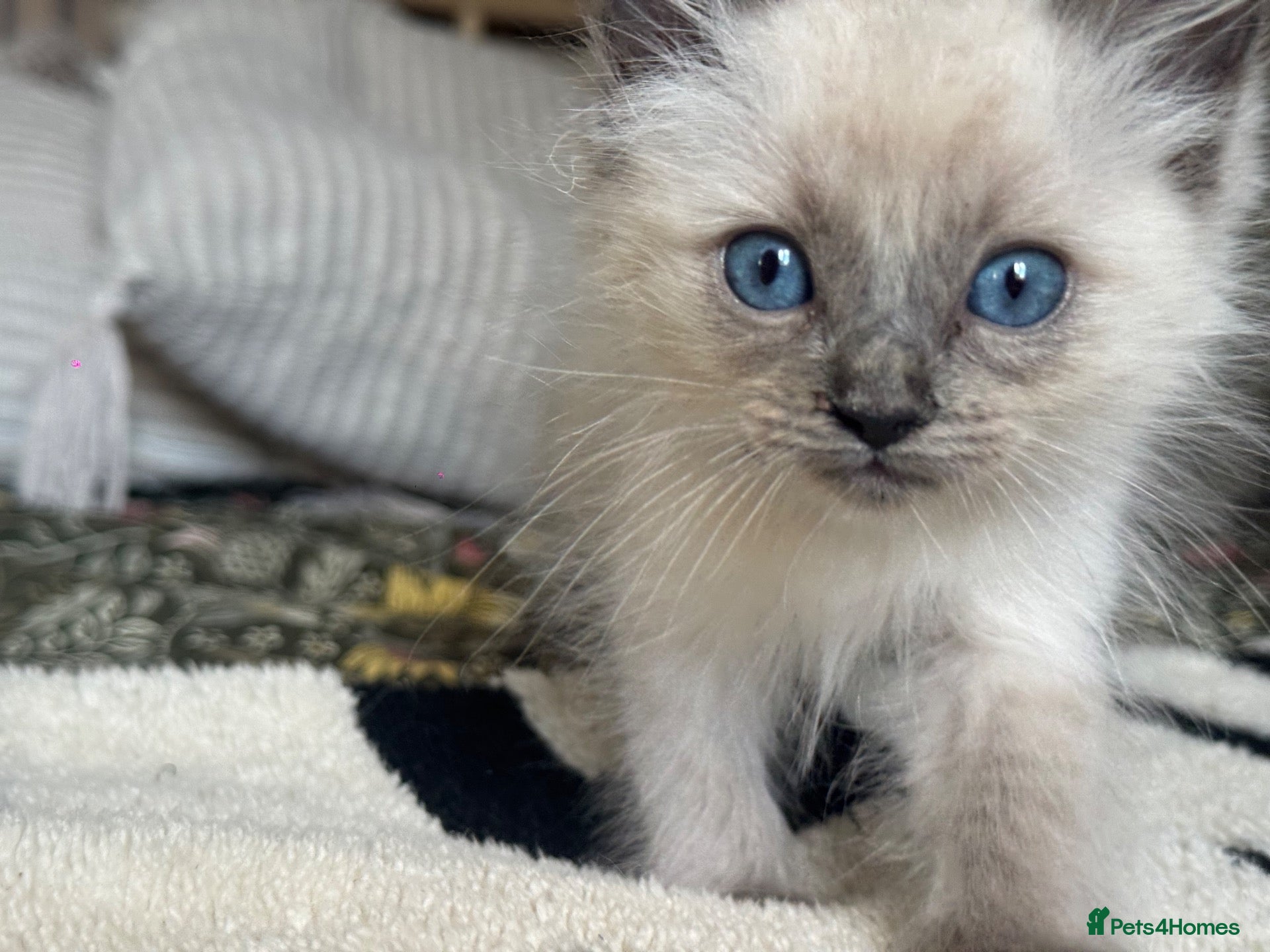 Ragdoll cats Blue ragdolls mitted ragdolls  - Advert 1