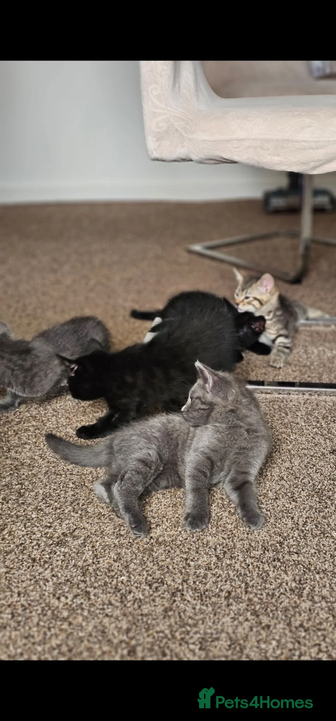 Mixed Breed cats for sale: Kittens in Peterborough - Advert 4