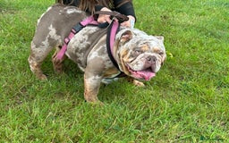 English Bulldog dogs for sale: Beautiful English bulldog puppies ***10/10DNA - Image 5