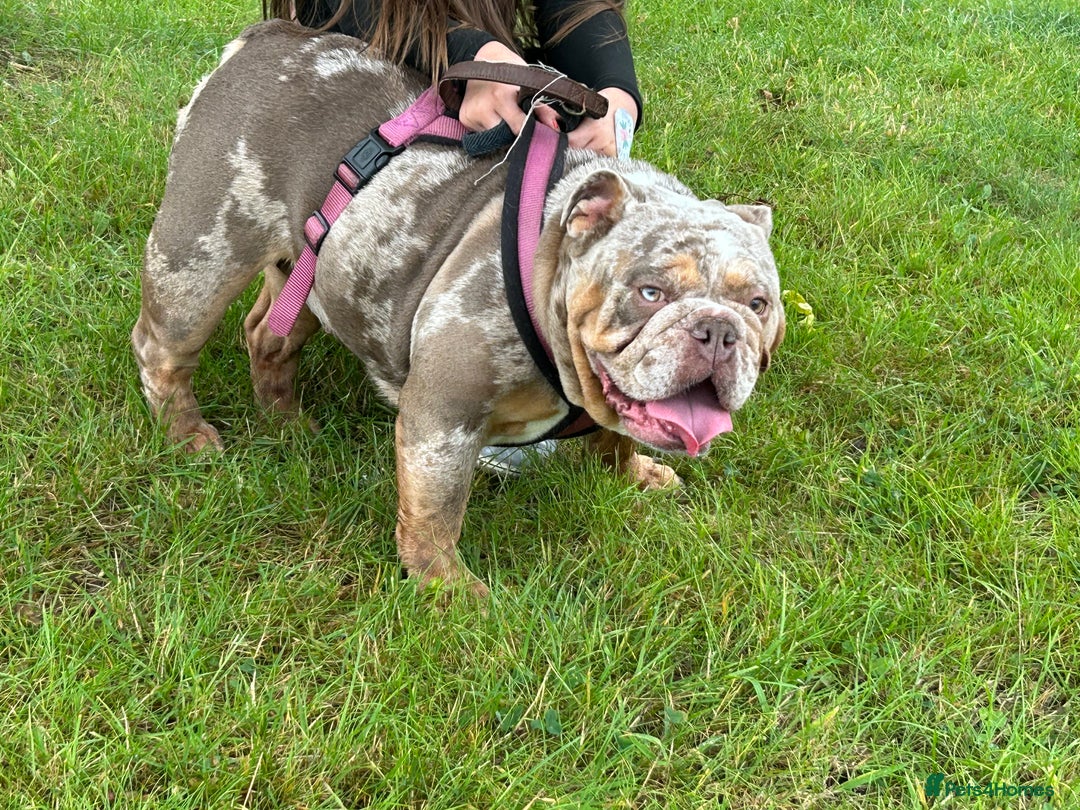 English Bulldog dogs for sale: Beautiful English bulldog puppies ***10/10DNA - Image 5