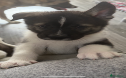 Akita dogs for sale: Akita pups Ready to leave 1st August  in Runcorn - Image 32