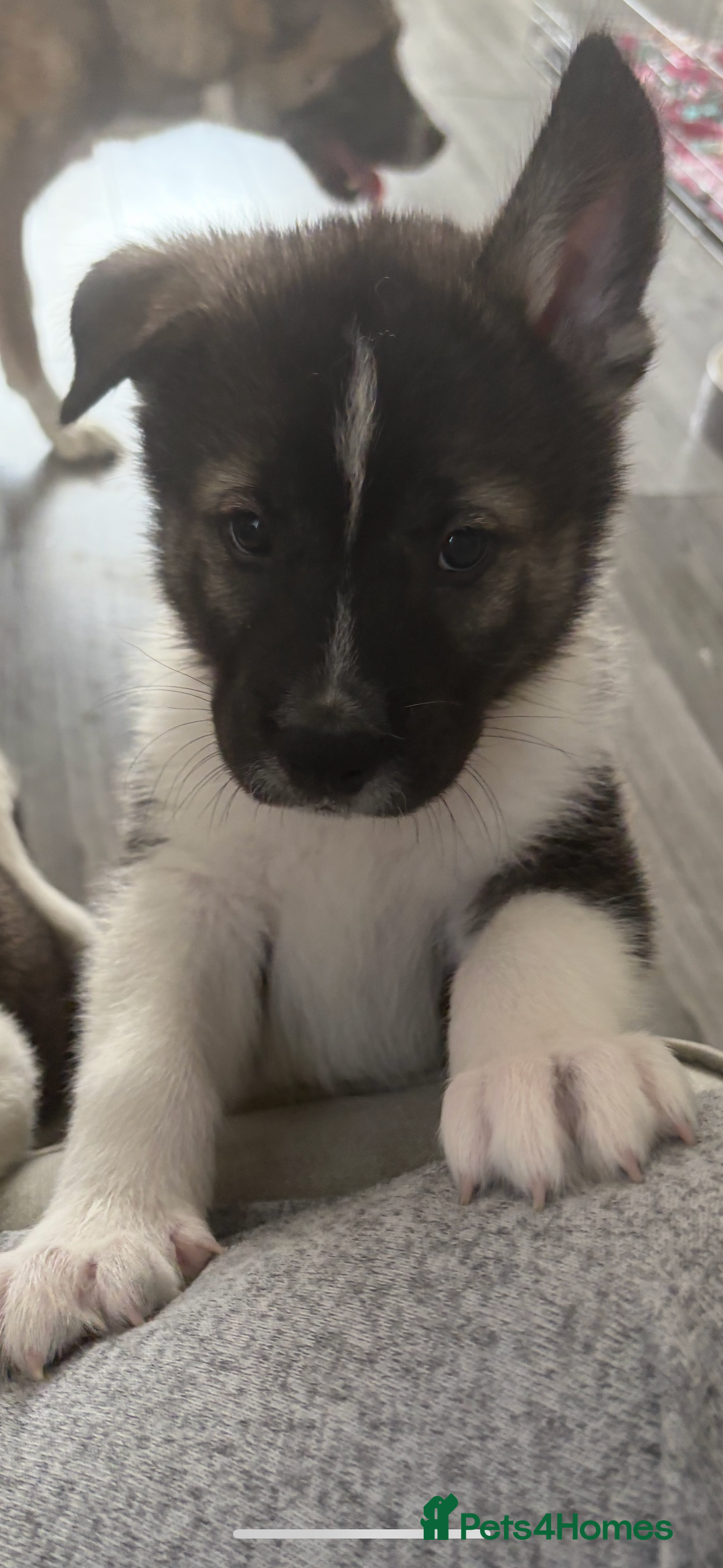 Akita dogs for sale: Akita pups Ready to leave 1st August  in Runcorn - Image 32