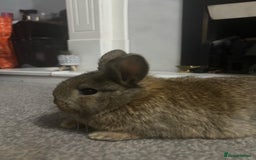 Netherland Dwarf rabbits for sale: netherland dwarf x minilop 5 black / brown rabbits - Image 17