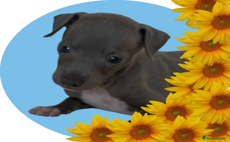 Italian Greyhound dogs - Advert 3
