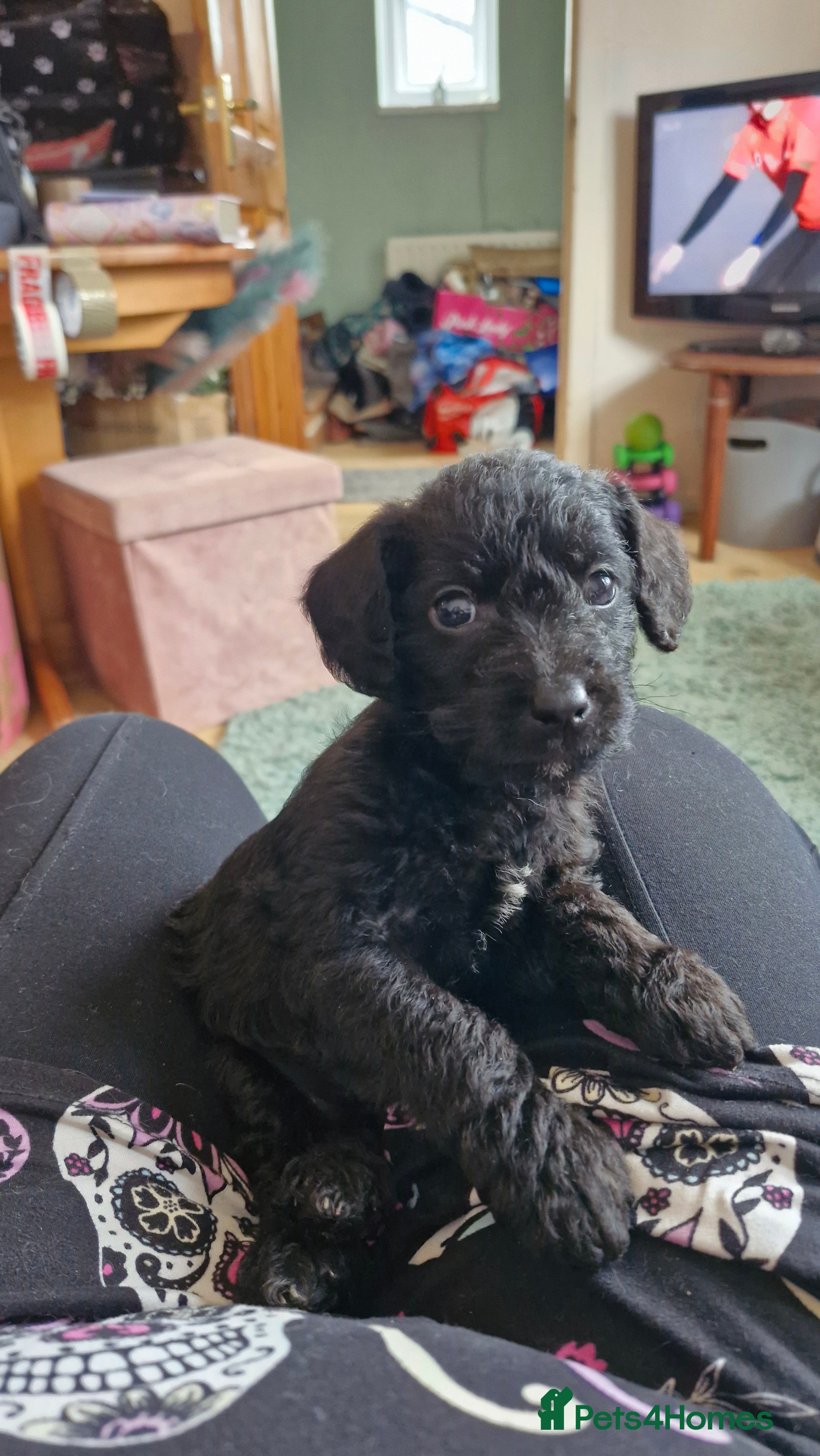 Mixed Breed dogs Cockerpoo/Schnoodle/Bischon Puppies LAST ONE   - Advert 3
