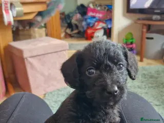 Mixed Breed dogs Cockerpoo/Schnoodle/Bischon Puppies LAST ONE - Advert 3