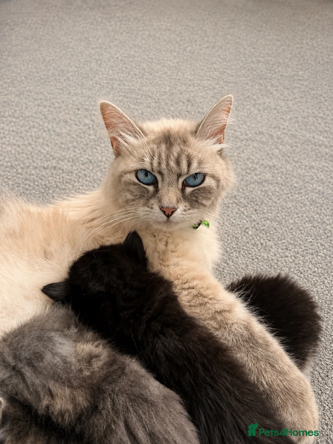 Mixed Breed cats for sale: 7 adorable Kittens! - Advert 1
