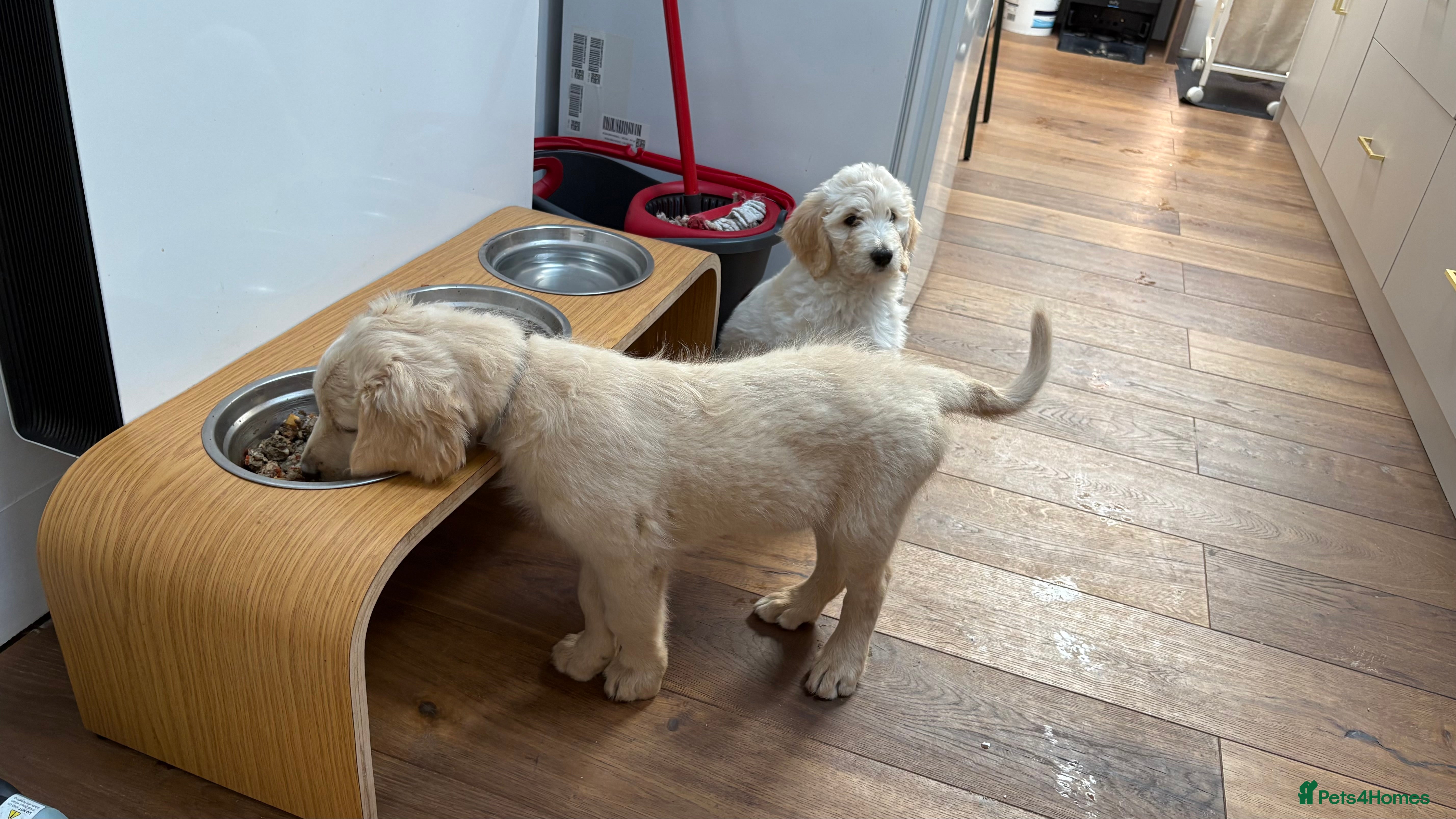 Goldendoodle dogs LAST THREE! Golden doodle pups from a loving home - Advert 2