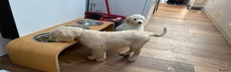 Goldendoodle dogs for sale: LAST THREE! Golden doodle pups from a loving home - Advert 2