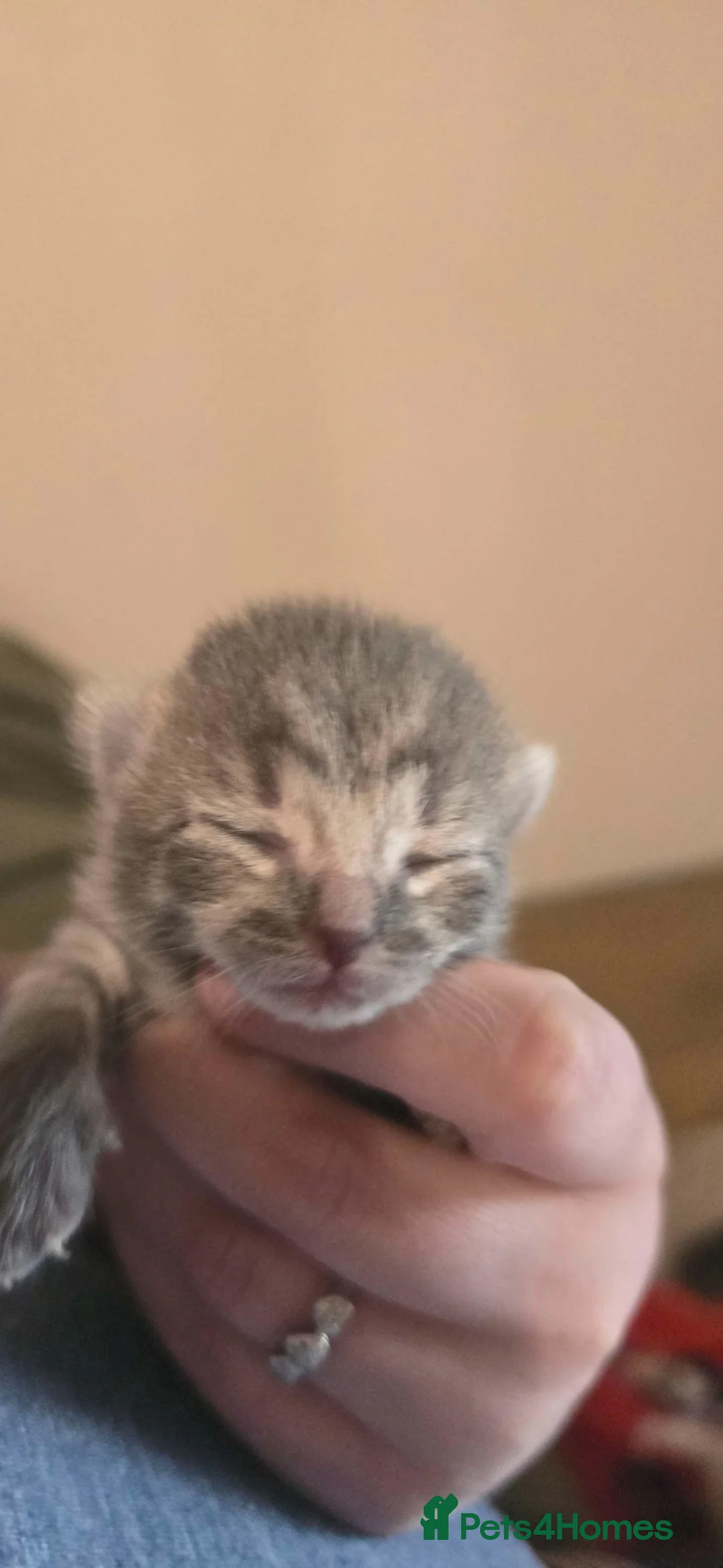 Norwegian Forest Cat cats for sale: Norweigen Forest kitten - Advert 3