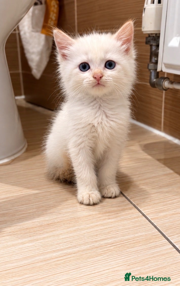 Mixed Breed cats Beautiful Siamese cross ragdoll kittens - Advert 14