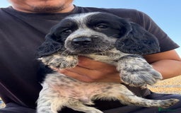 Cocker Spaniel dogs for sale: Showtype cocker spaniel - Image 1